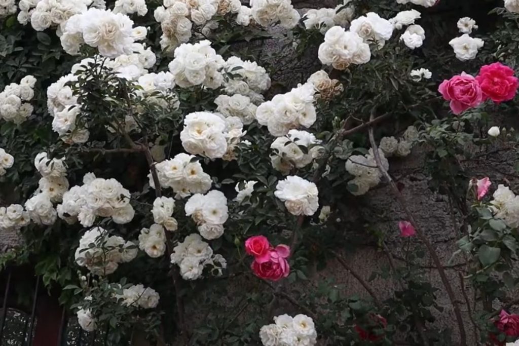 PLANTA TREPADEIRA QUE ESTÁ EM ALTA NO MOMENTO