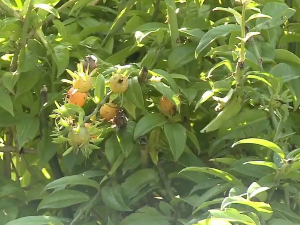Considerada mato por muitos, essa planta cresce sozinha no jardim e é cheia de nutrientes