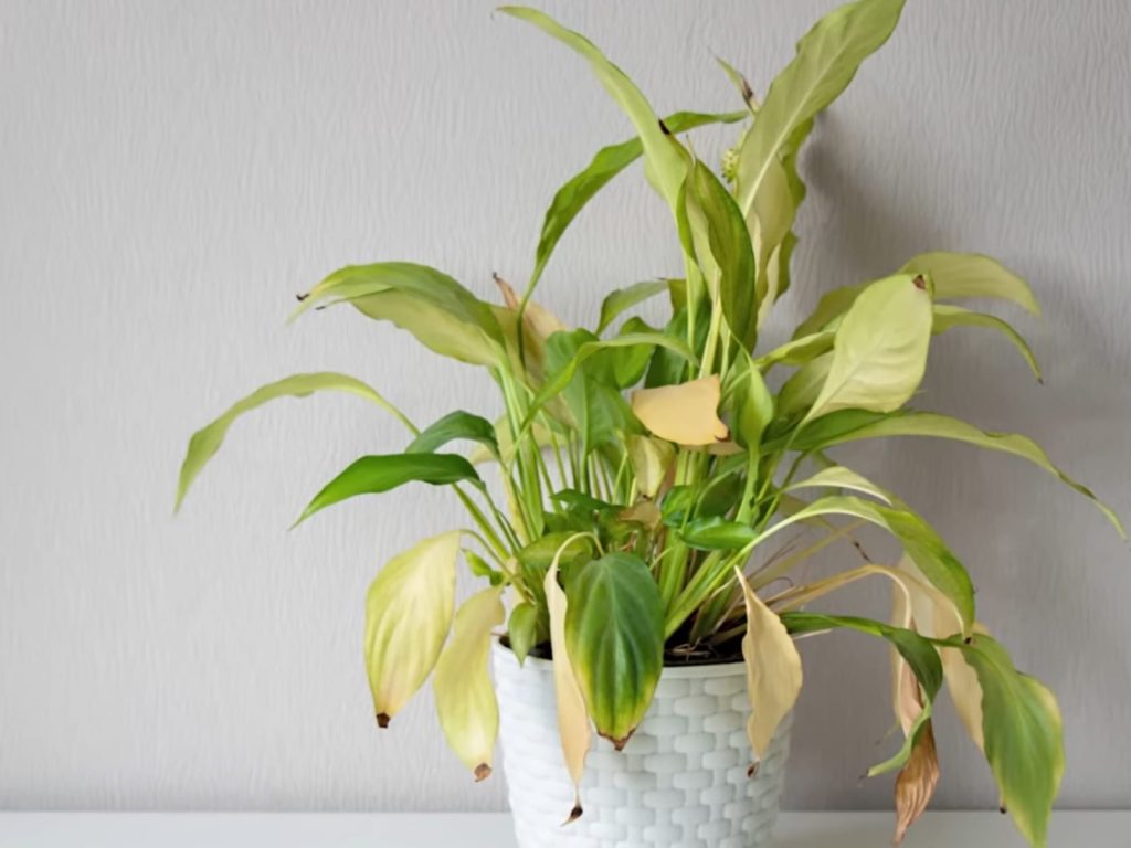 Pontas secas nas folhas? Veja o que isso pode indicar nas plantas