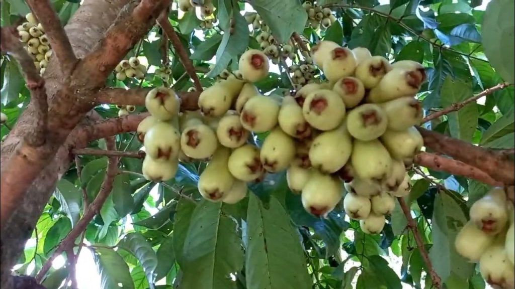 Rico em antioxidantes, fibras e potássio, o jambo ajuda na saúde do coração, reduz inflamações e melhora circulação, colaborando com a prevenção de infarto de forma natural.
