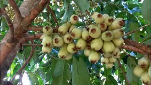 Rico em antioxidantes, fibras e potássio, o jambo ajuda na saúde do coração, reduz inflamações e melhora circulação, colaborando com a prevenção de infarto de forma natural.