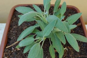 planta ajuda a controlar o açúcar no sangue