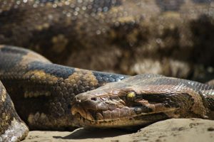 Cobra gigante impressiona