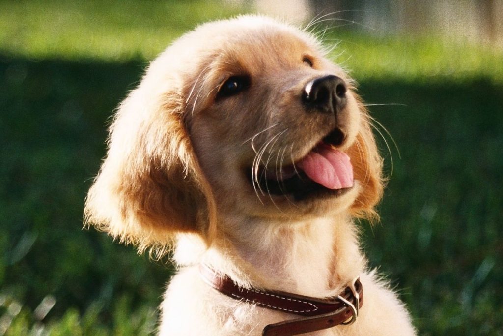 Idade canina: veja quantos anos seu cachorro tem em idade humana