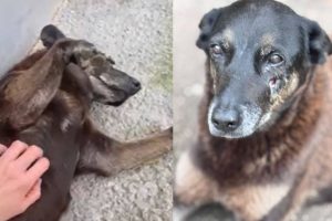 Ministério Público pede exumação do cão Orelha e investiga delegado-geral