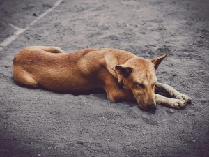 Dar comida para os animais de rua não significa estar protegendo