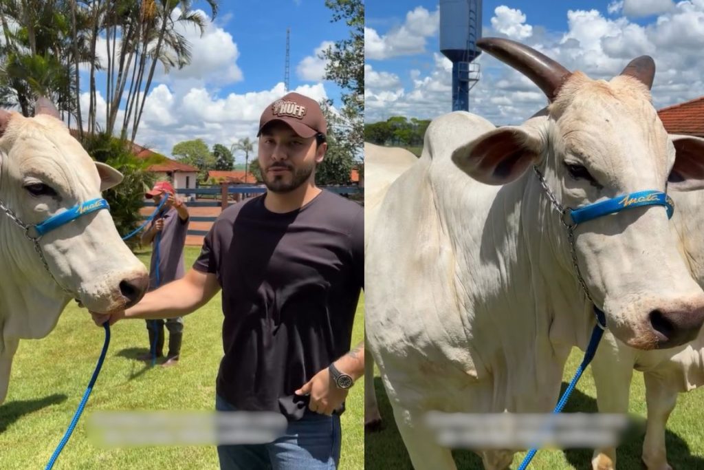 Murilo Huff visita vaca avaliada em R$ 54 milhões