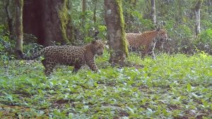 Onças são flagradas em miado com seus filhotes no Parque Nacional do Iguaçu
