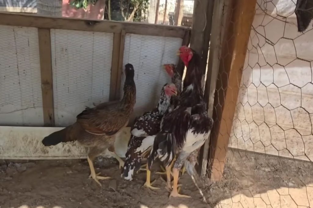 Produtor rural transforma criação de galinhas gigantes em principal fonte de renda