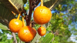 A fruta pouco conhecida que melhora a visão, segundo especialistas