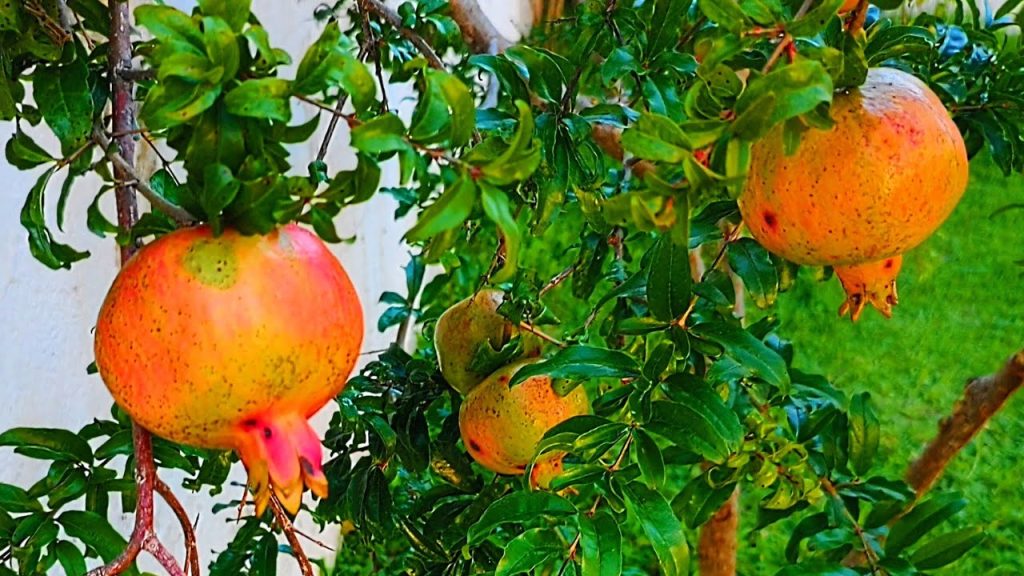 A melhor árvore para casas pequenas, que não cria raízes, dá sombra e frutos o ano todo