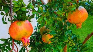 A melhor árvore para casas pequenas, que não cria raízes, dá sombra e frutos o ano todo