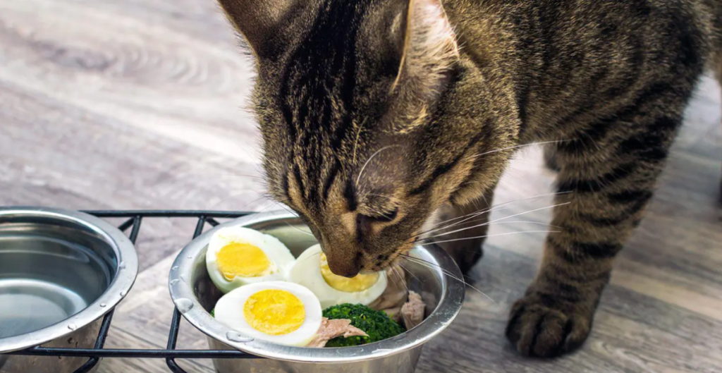 Com que frequência o gato pode comer ovo e por que isso pode ser benéfico, segundo veterinários