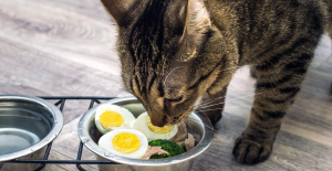 Com que frequência o gato pode comer ovo e por que isso pode ser benéfico, segundo veterinários