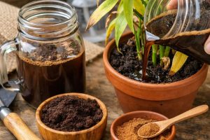 mistura caseira ajuda a recuperar plantas