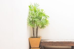 A planta perfeita para espaços compactos