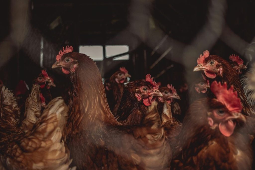 lei proibindo a criação de galinhas