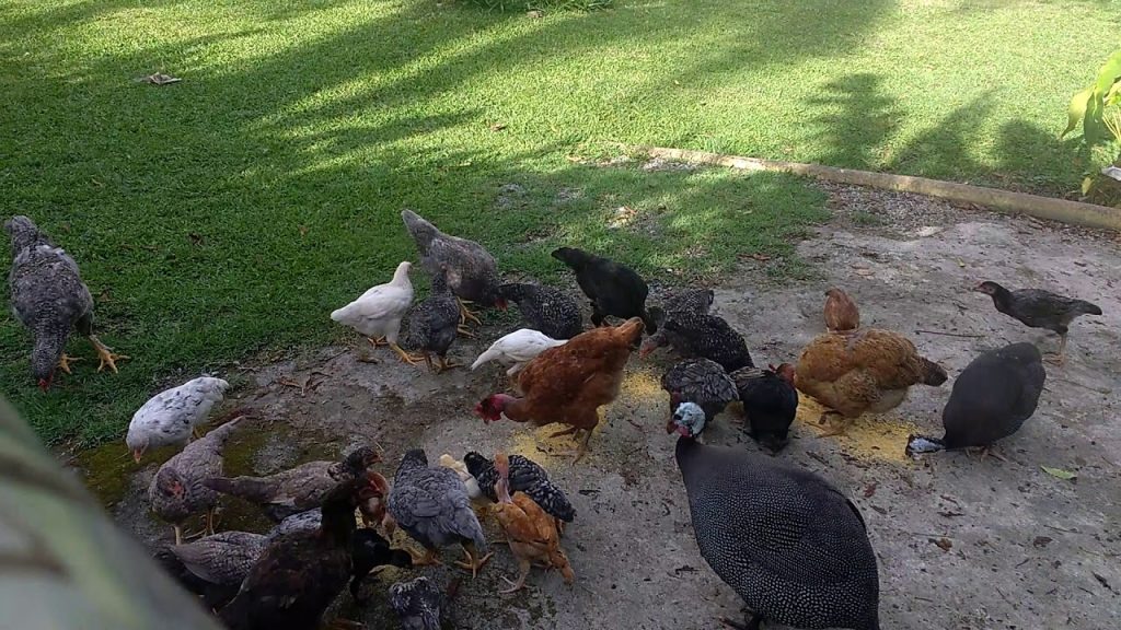 Governo proíbe criação de galinhas ao ar livre após surto de doença em 2026 na Estônia, medida preventiva busca conter a gripe aviária durante a migração de aves.