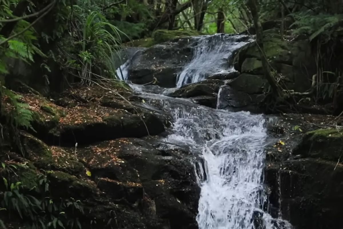 homem deixou “ervas daninhas” crescerem e transformou fazenda em floresta