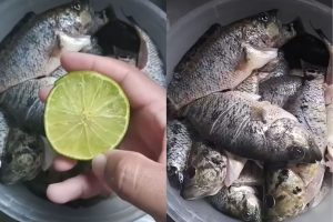 eliminar o cheiro de peixe a