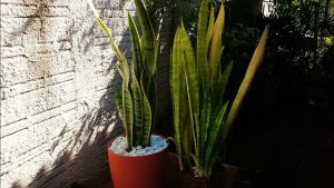 Maior aliada nos dias quentes