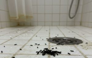 Saiba por que surgem larvas pretas no banheiro, se elas fazem mal à saúde e como eliminar o problema do ralo de forma eficiente e definitiva.