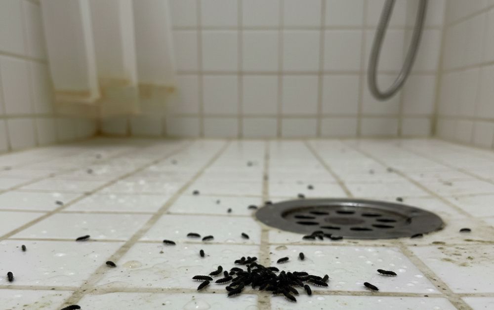 Saiba por que surgem larvas pretas no banheiro, se elas fazem mal à saúde e como eliminar o problema do ralo de forma eficiente e definitiva.