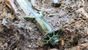 Espada milenar da Idade do Bronze Média é encontrada e surpreende arqueólogos pela conservação