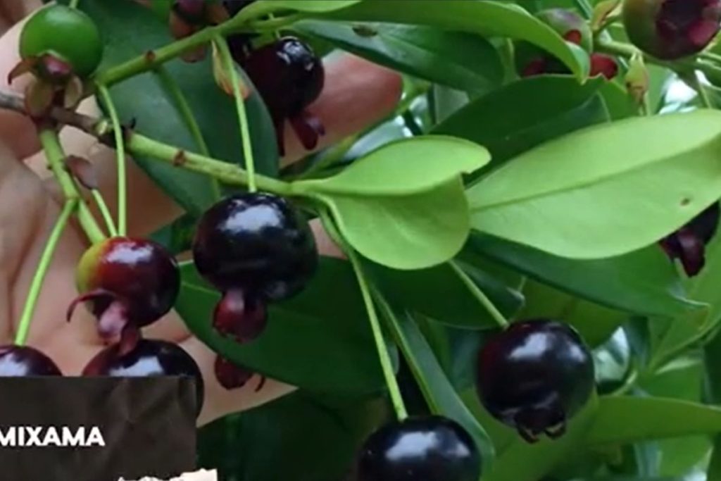 Fruta nativa da Mata Atlântica