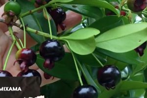 Fruta nativa da Mata Atlântica