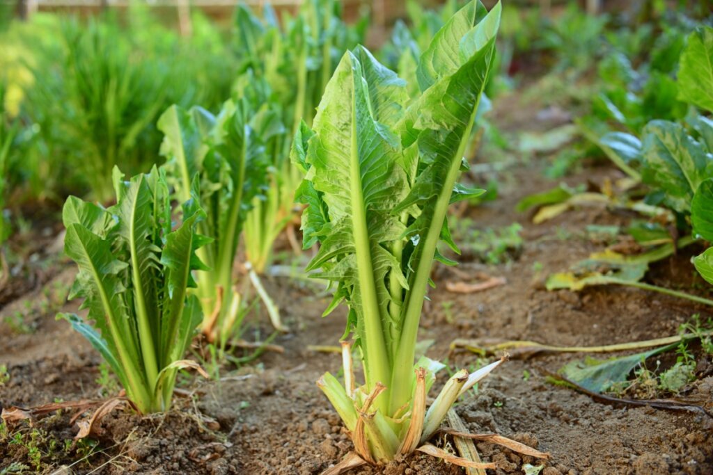 A folha amarga que ajuda o fígado, o intestino e é fácil de plantar em casa
