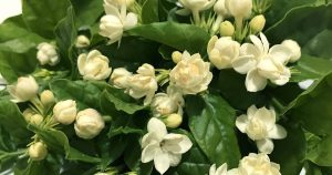 A planta que aguenta temperaturas acima de 40°C virou a queridinha dos brasileiros e ainda perfuma a casa