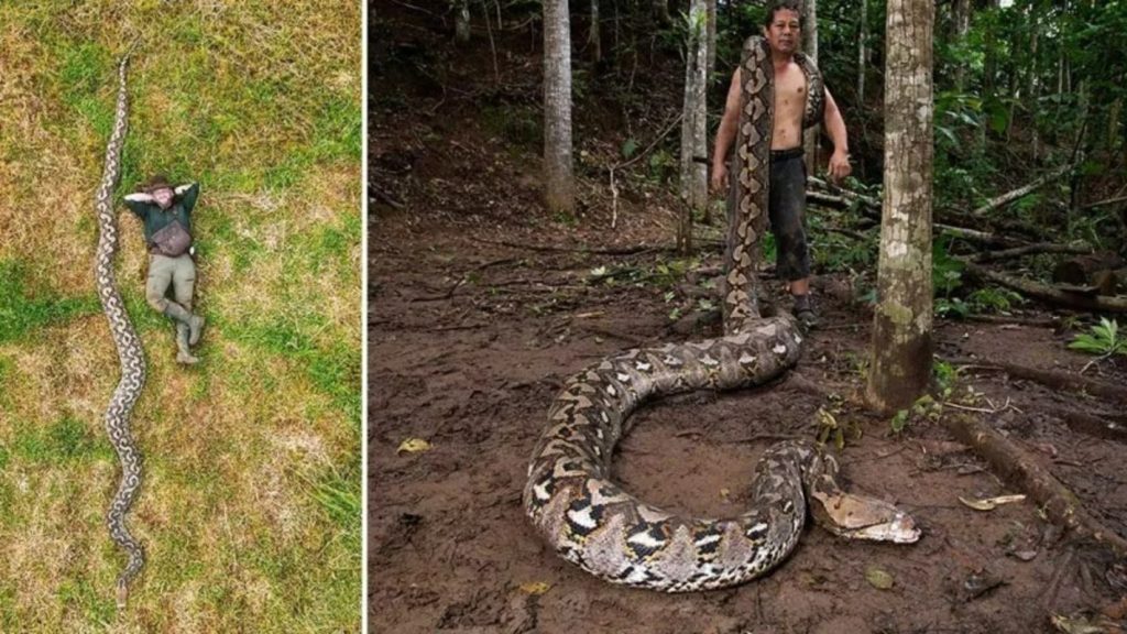 Cobra gigante se torna a maior do mundo e precisa de 9 homens para ser carregada