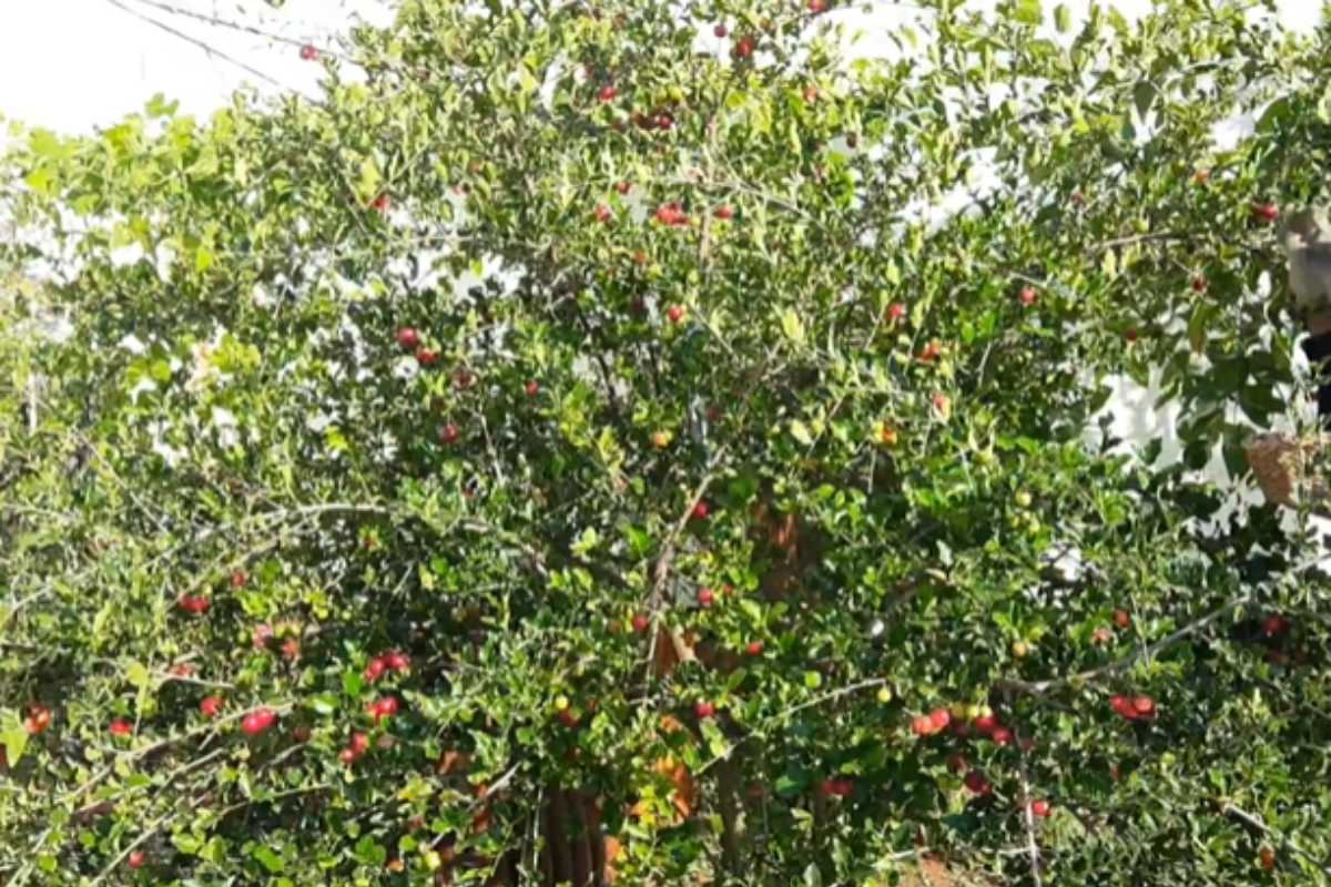 Árvore ideal para pequenos espaços produz frutos o ano inteiro