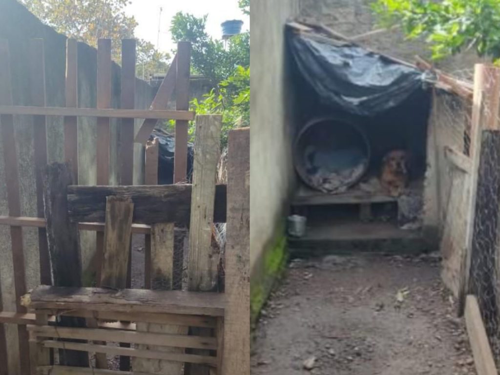 Bombeiros conseguiram conter a cadela no canil para resgatarem a vítima. (Foto: Reprodução)