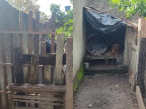 Bombeiros conseguiram conter a cadela no canil para resgatarem a vítima. (Foto: Reprodução)