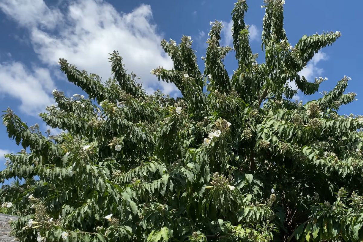 A melhor árvore para colocar na calçada: tem flores lindas e atraem passarinhos