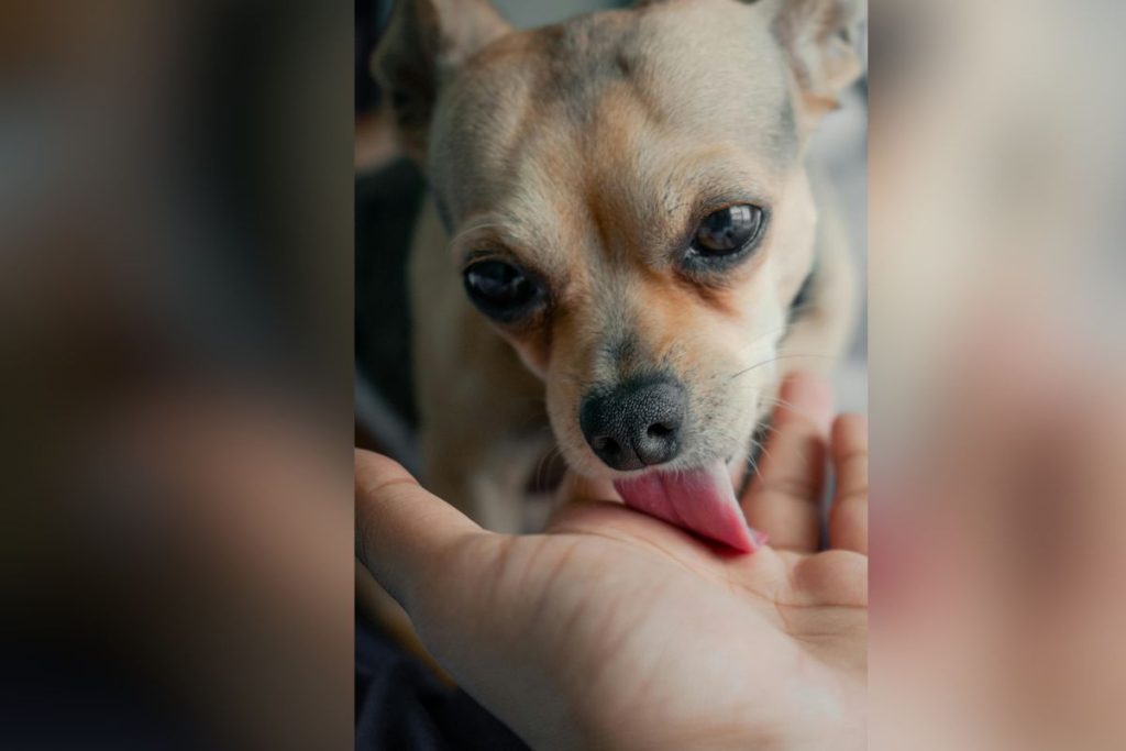 significa quando cachorro lambe uma pessoa