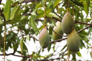 Conheça a árvore que é um ar-condicionado natural