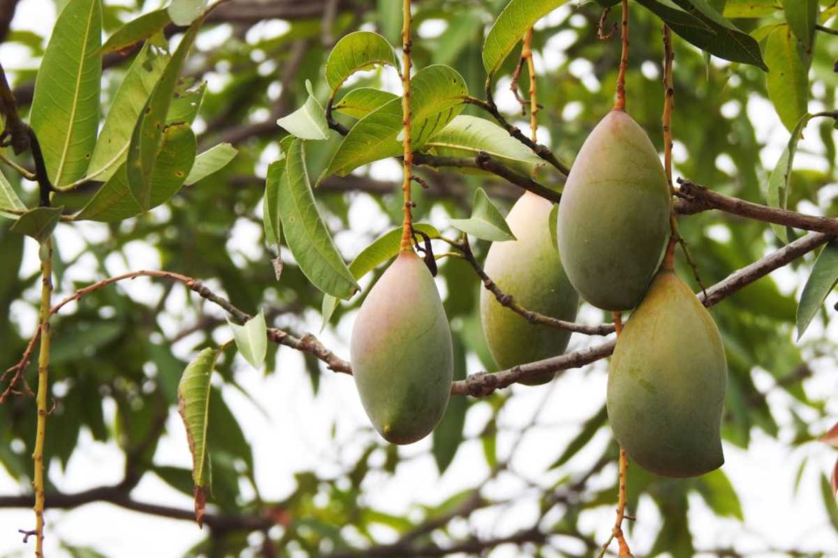 Conheça a árvore que é um ar-condicionado natural