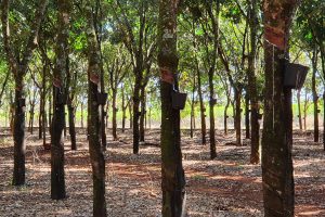 fazendas a leilao em Goias