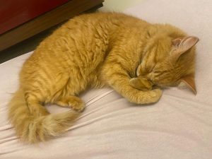 Veja 6 sinais de que o gato está triste segundo veterinários e entenda como identificar mudanças no comportamento felino antes que o problema se agrave.