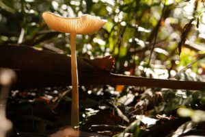 Fungo capaz de produzir ouro