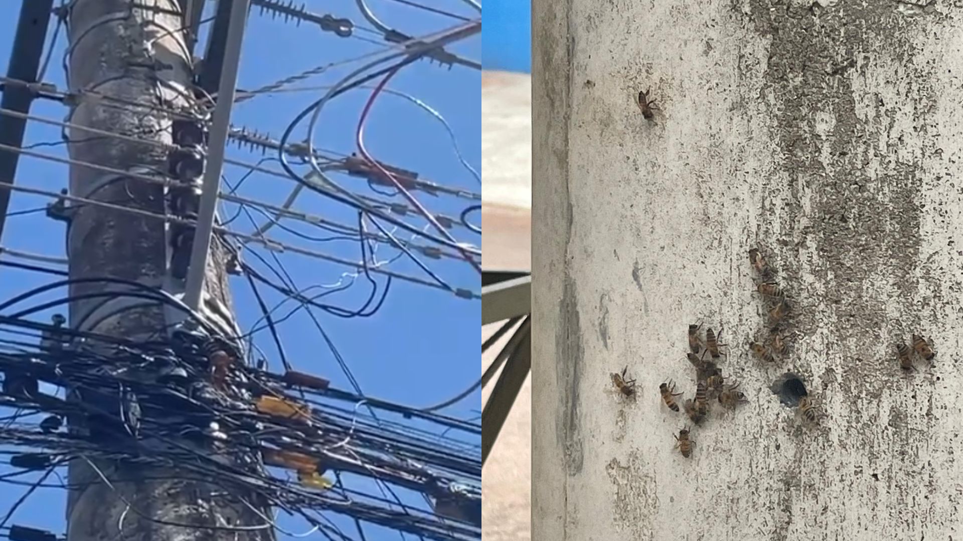 Colmeia de abelhas presa em poste preocupa moradores.