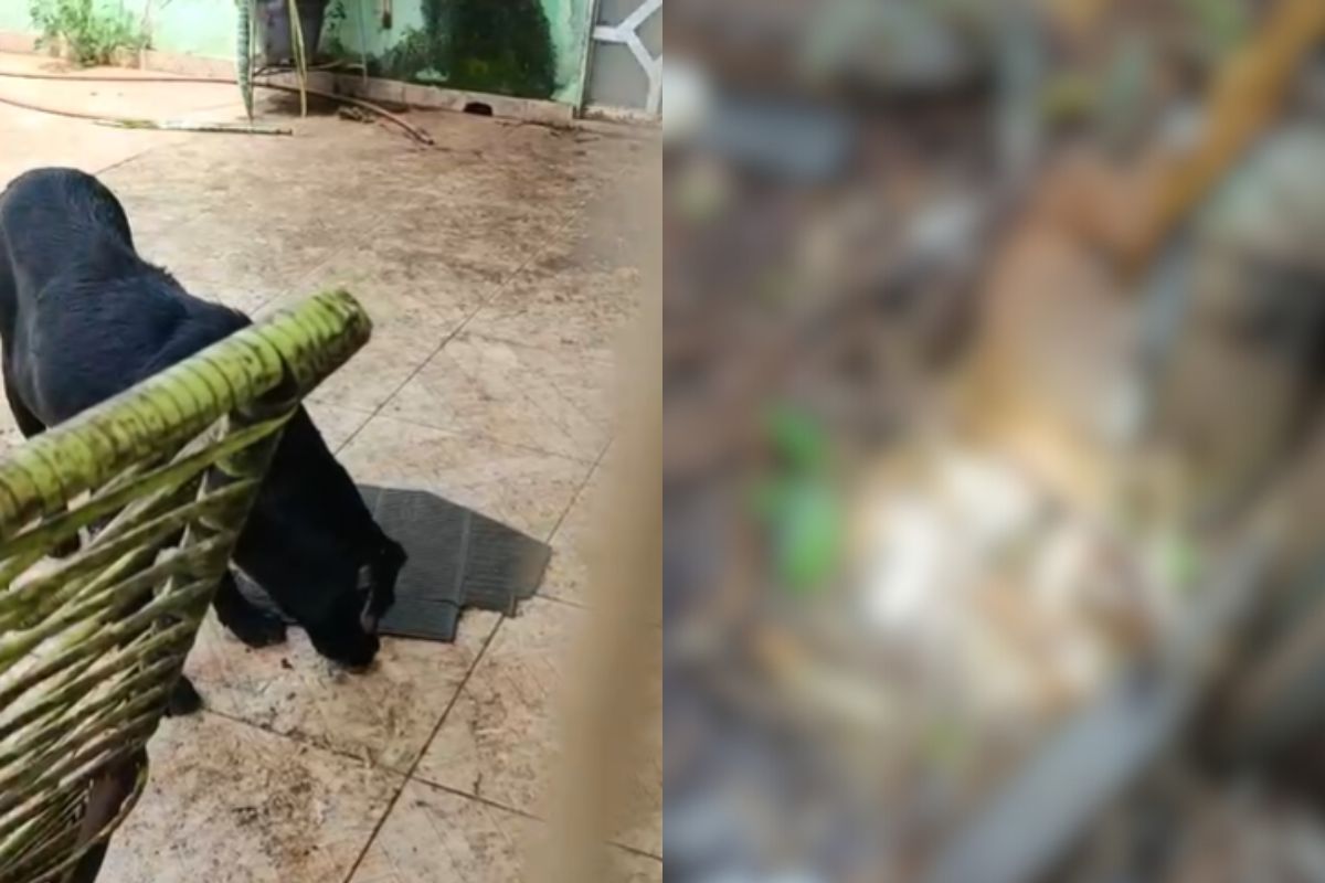 Morador é preso após denúncia de maus-tratos e morte de cão em Anápolis