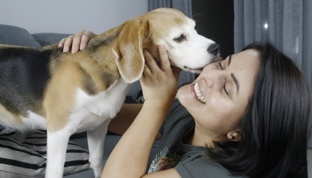 Entenda o significado de quando o cachorro lambe sua pele, segundo veterinários, e descubra por que o gesto vai muito além de carinho.