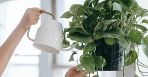 - Sem sol e com pouca água: 5 plantas ideais para quem mora em apartamento e vive na correria