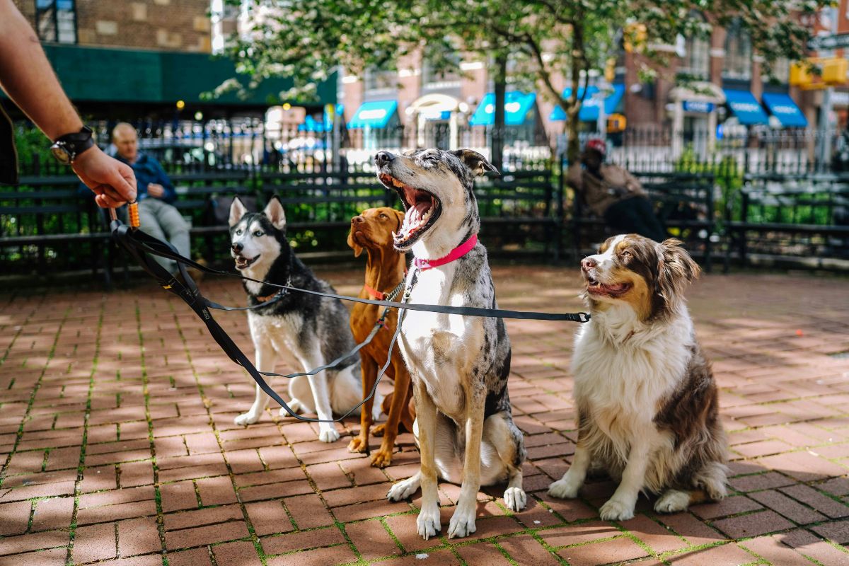 Donos de pets podem ter dedução de gastos no Imposto de Renda
