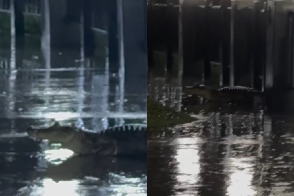 Jacaré é flagrado na orla da Lagoa Grande, em Porangatu