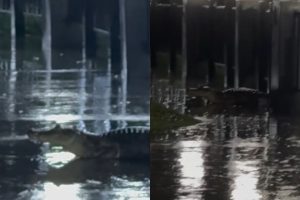 Jacaré é flagrado na orla da Lagoa Grande, em Porangatu